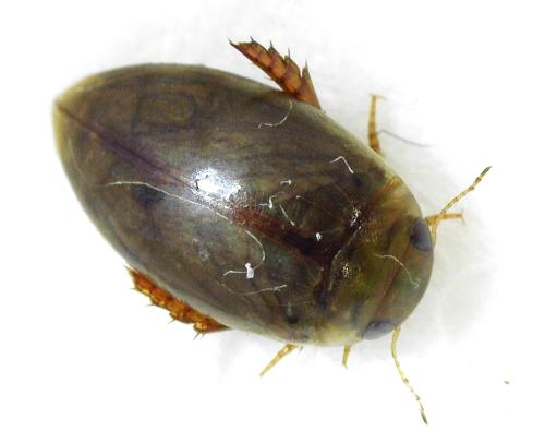 Laccophilus sp.